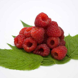 Polana Raspberry Bush - Nature Hills Nursery - Sprinter Pot - 