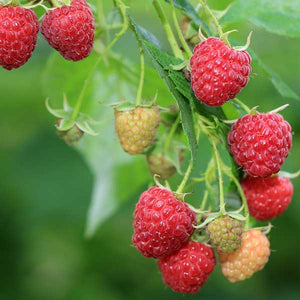 Polana Raspberry Bush - Nature Hills Nursery - Sprinter Pot - 