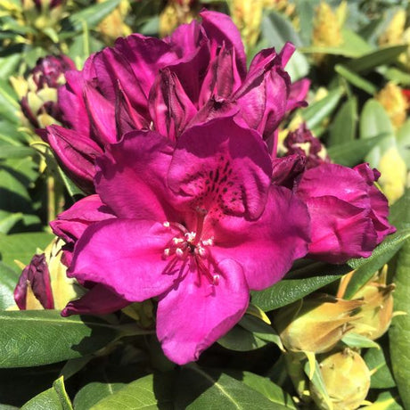 Polarnacht Rhododendron - Nature Hills Nursery - #2 Container - 