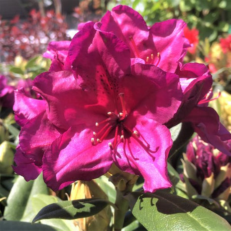 Polarnacht Rhododendron - Nature Hills Nursery - #2 Container - 