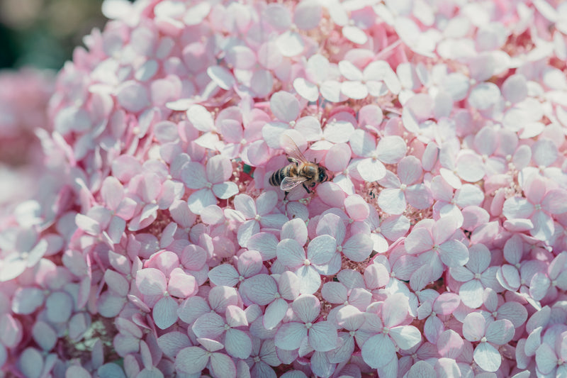 Close up of a pink and white hydrangea with a honey bee collecting pollen