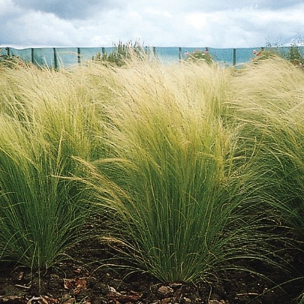 Pony Tails Mexican Feather Grass - Nature Hills Nursery - #1 Container 2 Pack - 