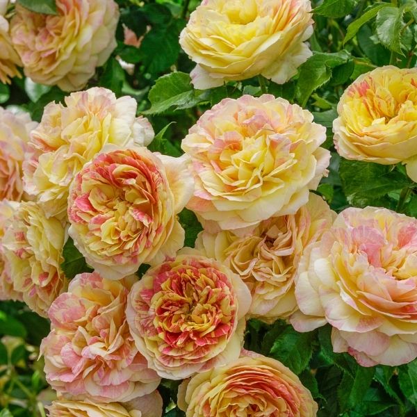 Pop Art™ Grandiflora Rose - Rose - Nature Hills Nursery - 2 Container - 
