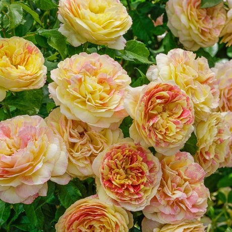 Pop Art™ Rose Tree - Rose - Nature Hills Nursery - 