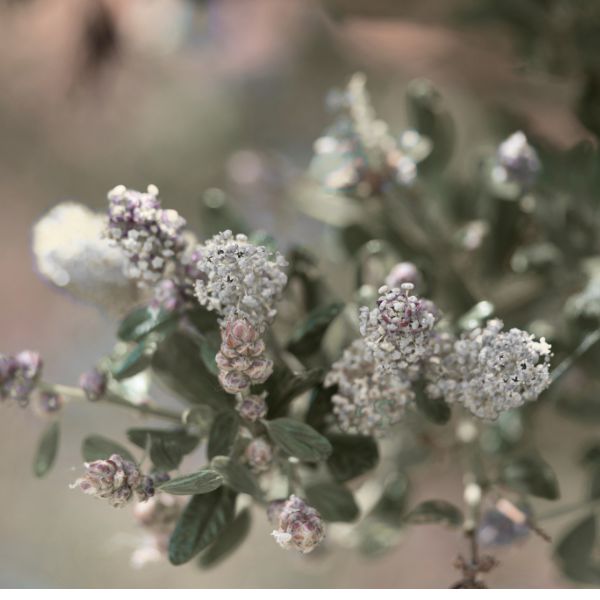 Popcorn California Lilac - Bush - Nature Hills Nursery - 1 Container - 