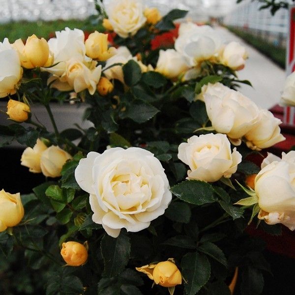 Close-up of yellow, white rosa flowers on Popcorn Drift® Groundcover Rose.