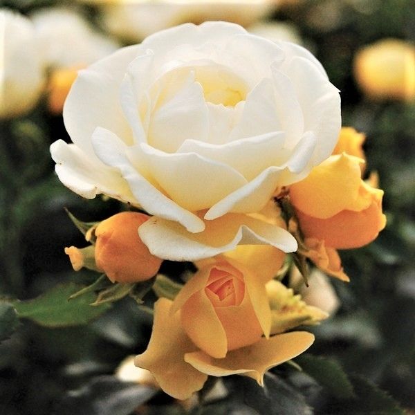 トップス rose Hot X-pression Rose Plant|火热印象 – Rose_Explosion