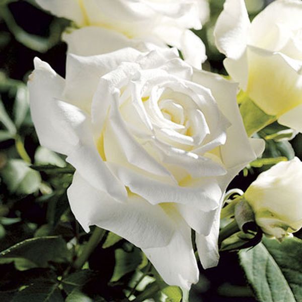 Pope John Paul II&trade; Hybrid Tea Rose Tree