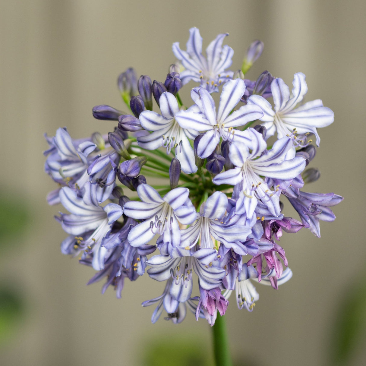 Poppin' Star Lily of the Nile displaying a globe-shaped cluster of white and violet-striped Agapanthus blooms with dark purple buds.