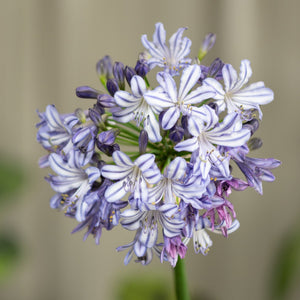 Poppin' Star Lily of the Nile displaying a globe-shaped cluster of white and violet-striped Agapanthus blooms with dark purple buds.