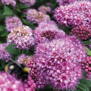 Poprocks&reg; Petite Spirea - Nature Hills Nursery - #2 Container - 