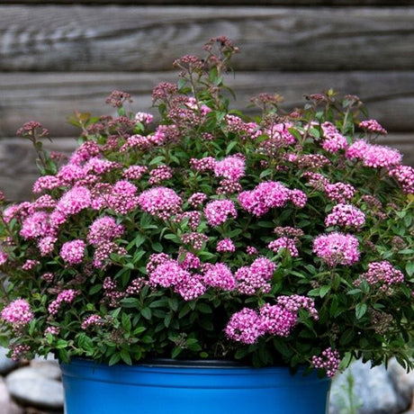 Poprocks&reg; Petite Spirea - Nature Hills Nursery - #2 Container - 