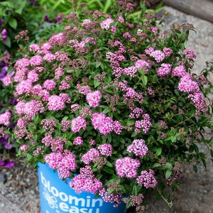 Poprocks&reg; Petite Spirea - Nature Hills Nursery - #2 Container - 