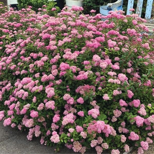 Poprocks&reg; Petite Spirea - Nature Hills Nursery - #2 Container - 
