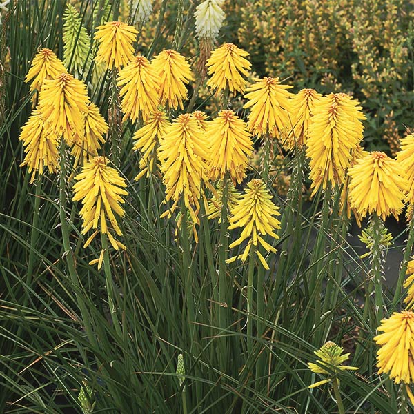 POPSICLE&trade; Banana Dwarf Red Hot Poker - Nature Hills Nursery - #1 Container - 