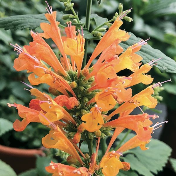 POQUITO™ Orange Hyssop - Perennial - Nature Hills Nursery - 1 Container - 