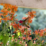 POQUITO™ Orange Hyssop - Perennial - Nature Hills Nursery - 1 Container - 