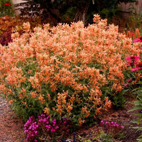 POQUITO™ Orange Hyssop - Perennial - Nature Hills Nursery - 1 Container - 