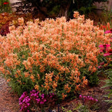 POQUITO™ Orange Hyssop - Perennial - Nature Hills Nursery - 1 Container - 
