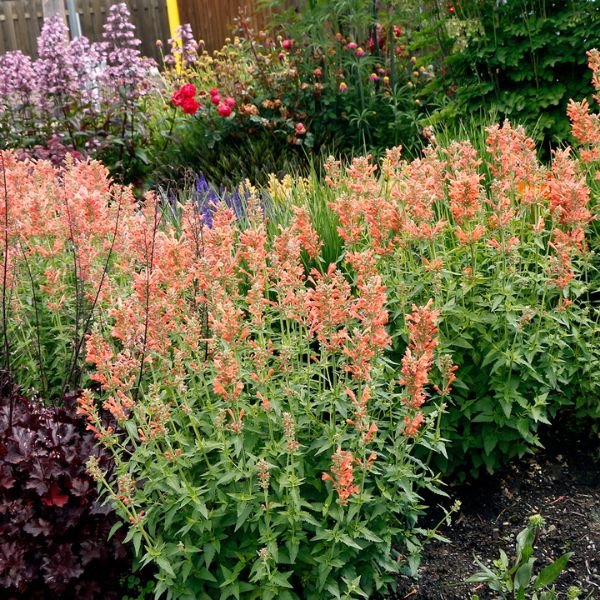 POQUITO™ Orange Hyssop - Perennial - Nature Hills Nursery - 1 Container - 