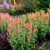 POQUITO™ Orange Hyssop - Perennial - Nature Hills Nursery - 1 Container - 