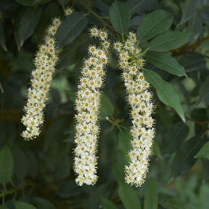 Portuguese Cherry Laurel - Nature Hills Nursery - #1 Container - 