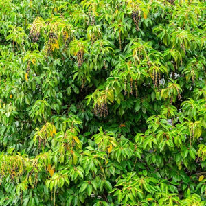 Portuguese Cherry Laurel - Nature Hills Nursery - #1 Container - 