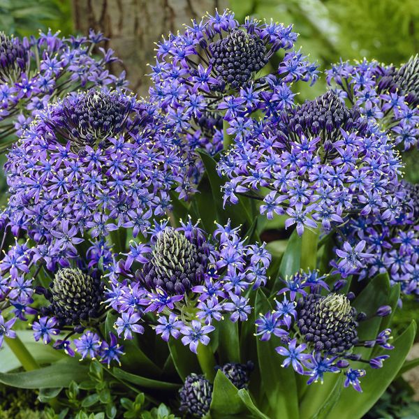 Portuguese Squill Blooms