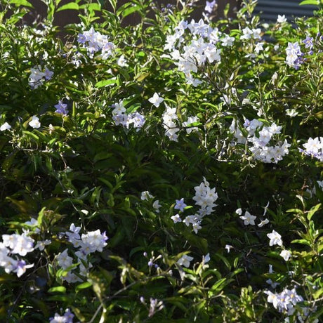 Potato Vine - Nature Hills Nursery - #5 Container - 