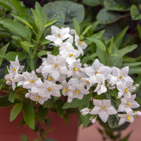 Potato Vine - Nature Hills Nursery - #5 Container - 