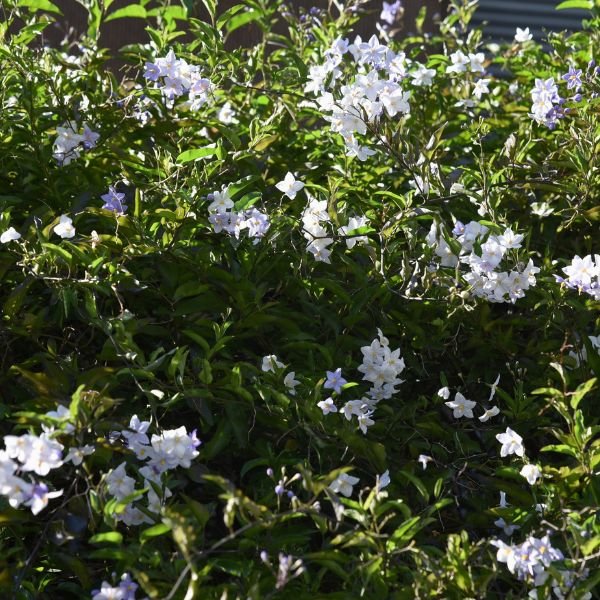 Potato Vine - Vine - Nature Hills Nursery - 5 Container - 