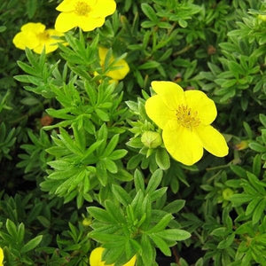 Close-up of yellow potentilla flowers on Goldfinger Potentilla blooming in early summer to late summer to early fall.
