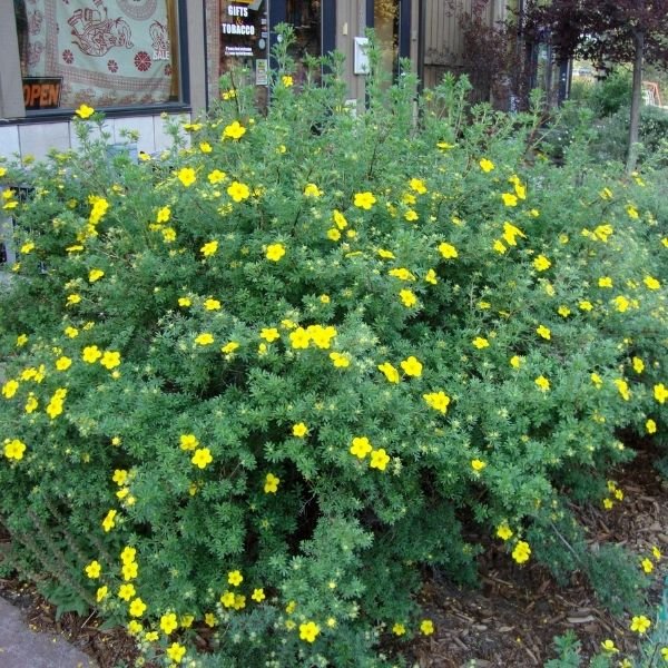 Deciduous foliage of Goldfinger Potentilla (Potentilla fruticosa 'Goldfinger') in a garden setting.