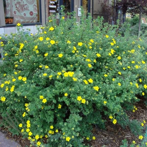 Deciduous foliage of Goldfinger Potentilla (Potentilla fruticosa 'Goldfinger') in a garden setting.