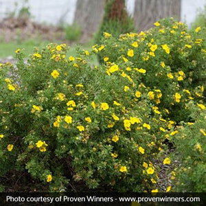 Happy Face? Yellow Potentilla