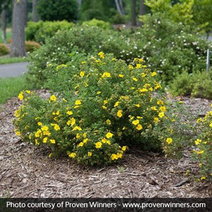 Happy Face? Yellow Potentilla