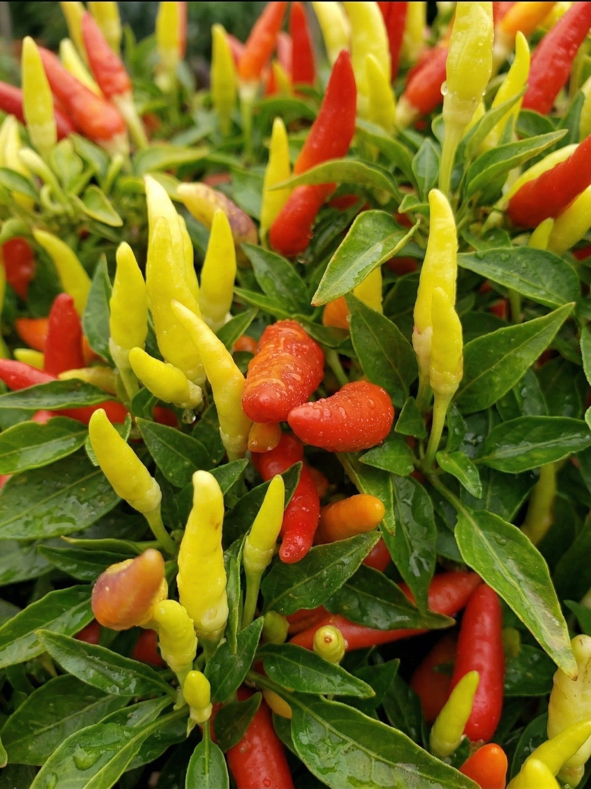 Basket of Fire Pepper Plant