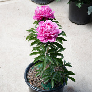 A potted plant featuring two large, vibrant pink, ruffled blooms on thick stems with dark green foliage.
