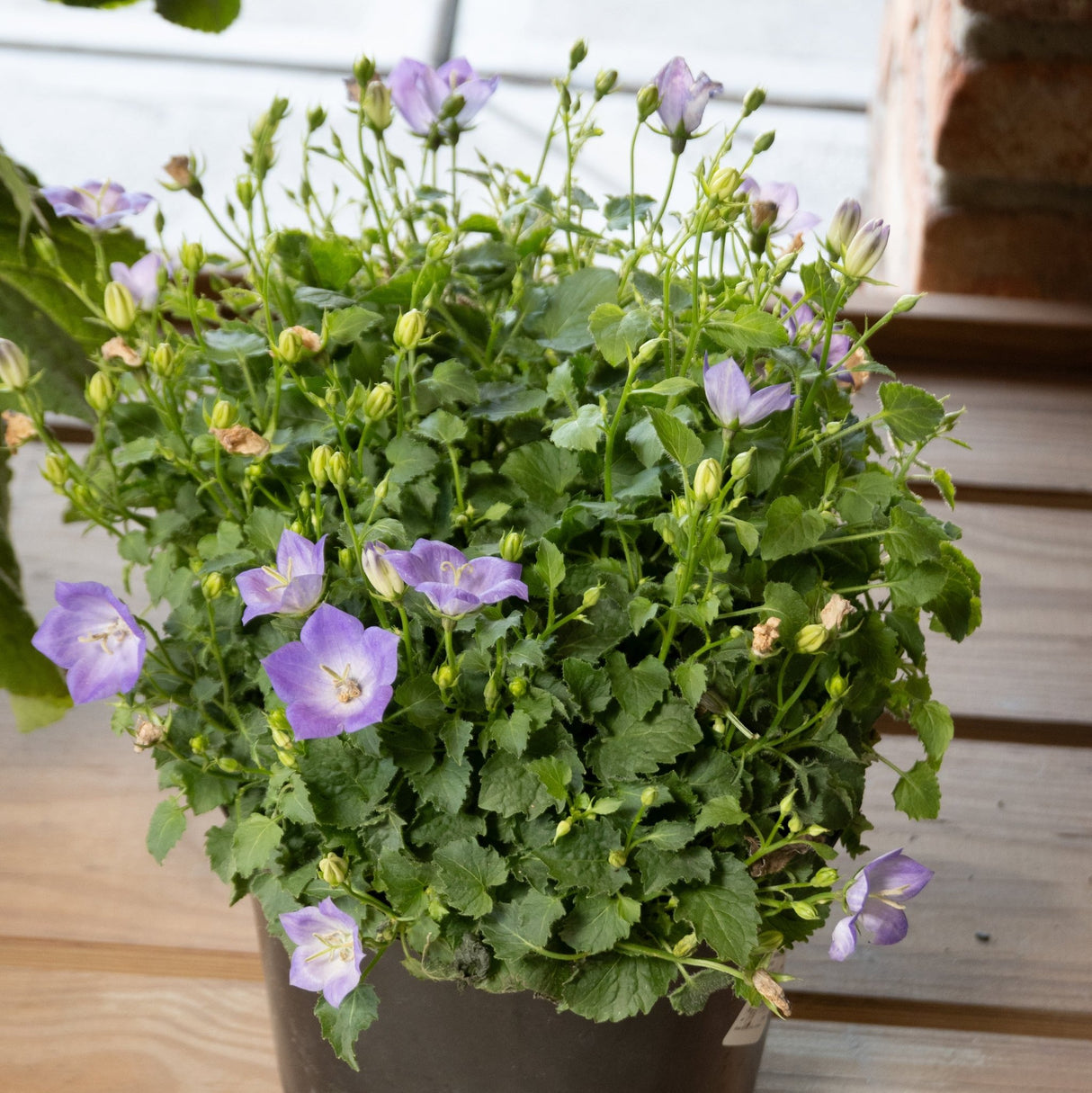 A potted plant with lush green leaves and delicate light purple, bell-shaped flowers.