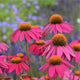 Plants Under $30