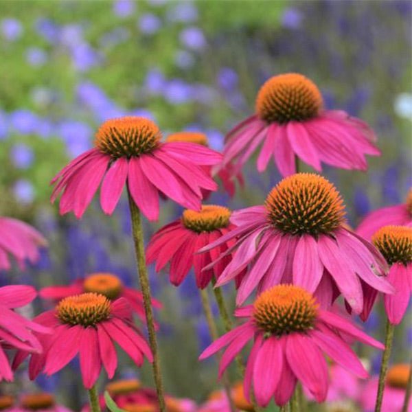 echinacea pow wow wild berry seeds PowWow® Wild Berry Coneflower