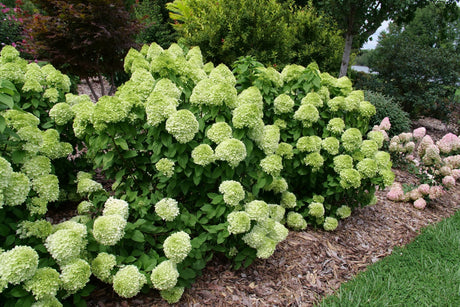 Powerball Panicle Hydrangea shrub, front view