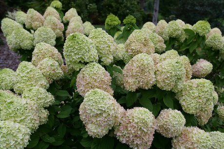 Powerball Panicle Hydrangea shrub, side view