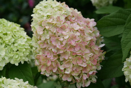 Powerball Panicle Hydrangea shrub, detail view