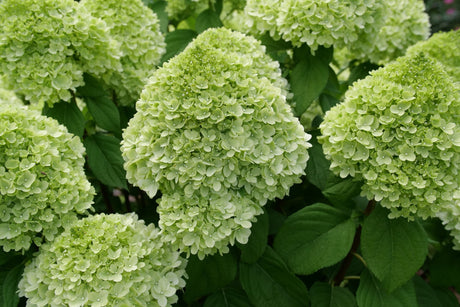 Powerball Panicle Hydrangea shrub, lifestyle view