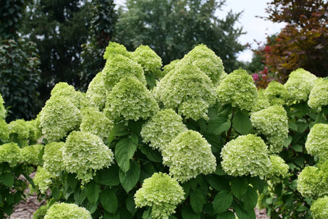 Powerball Panicle Hydrangea shrub, close-up