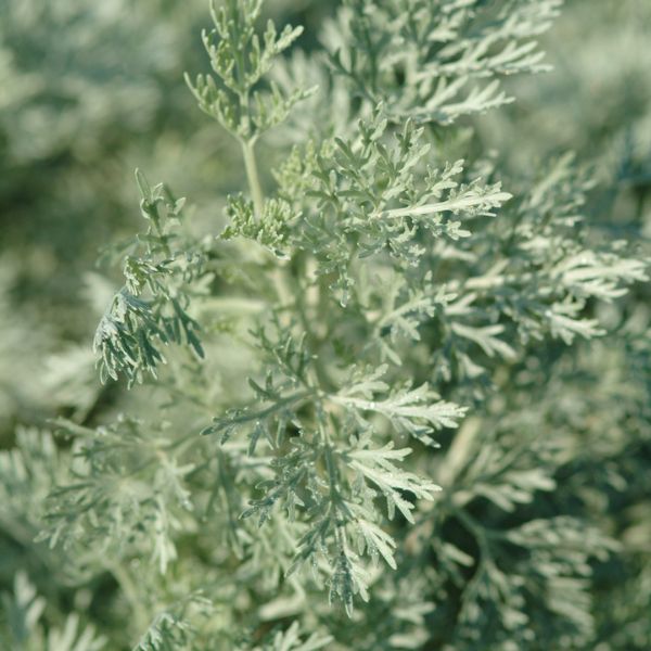 Powis Castle Wormwood Close up Foliage