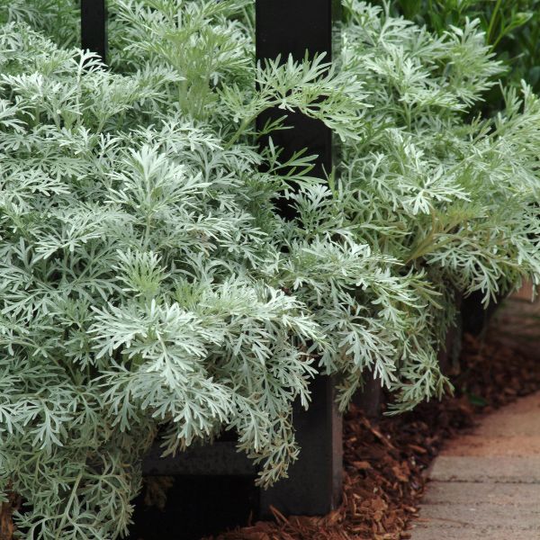 Powis Castle Wormwood