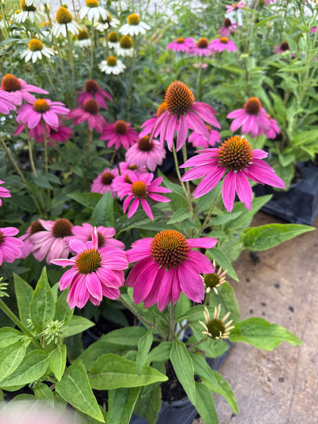 PowWow Wild Berry Coneflower displays vivid magenta-pink blooms with spiky orange-brown centers in nursery containers.