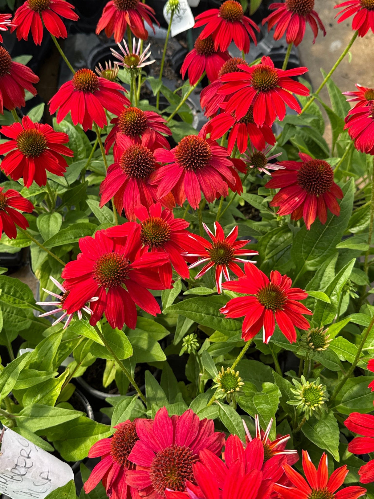 PowWow Wild Berry Coneflower displaying vivid red blooms with dark cone centers and reflexed petals among lush green foliage.
